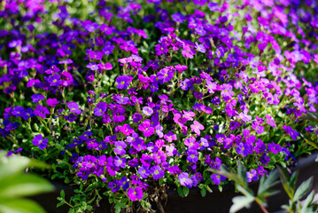 Obraz premium Stunning Purple Aubrieta Flowers in Full Spring Bloom