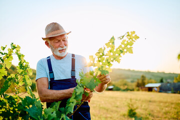 Fototapeta premium Senior farmer wearing a hat and overalls carefully inspecting grape vine leaves, ensuring plant health and growth in a vineyard