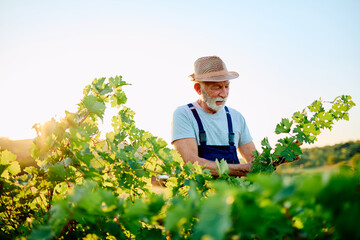 Fototapeta premium Senior farmer inspecting grape leaves and young vines in his vineyard during a sunny afternoon, nurturing future wine harvest