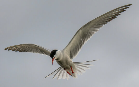 Common tern in the air