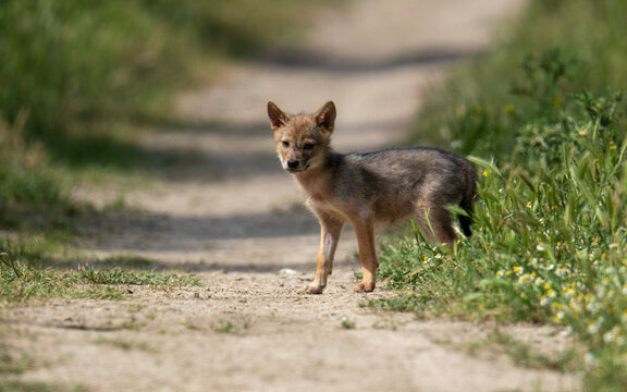 Baby jackal