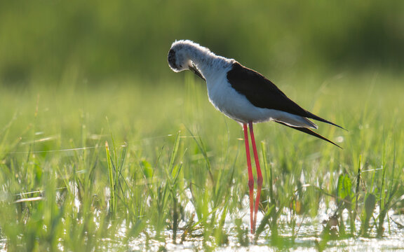 Black-winged Stilt in the grass