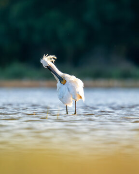 Spoonbill's mornig toilet