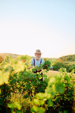 Senior winemaker working in vineyard, carefully pruning grapevines with secateurs during a warm sunny day