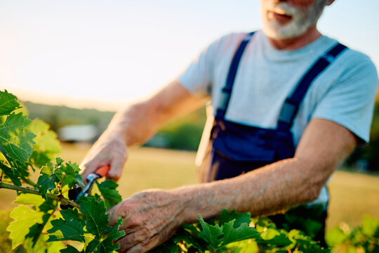 Senior farmer working in a vineyard, carefully pruning grapevines with secateurs during a golden hour sunset