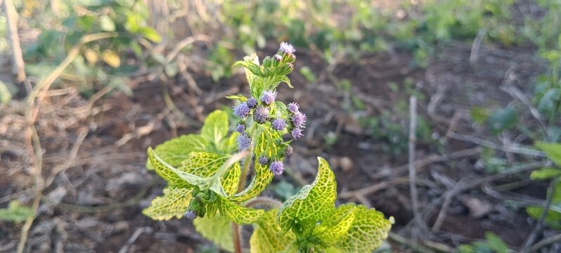 flower and leaves Ageratum conyzoides or billygoat-weed, chick weed, goatweed, whiteweed, mentrasto. purple and yellow