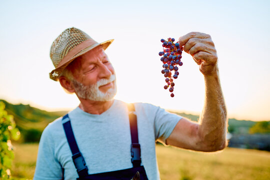 Senior farmer enjoying the grape harvest at sunset, proudly holding a ripe bunch of grapes from his organic vineyard