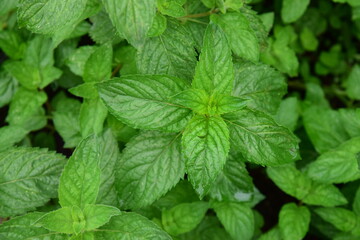 Fresh mint leaves at the garden © AmalliaEka