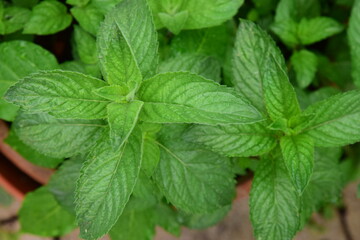 Fresh mint leaves at the garden © AmalliaEka