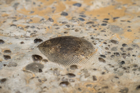 View of a fossilized shell embedded in sedimentary rock at Reserve speciale d'Ankarana, Diana, Madagascar.
