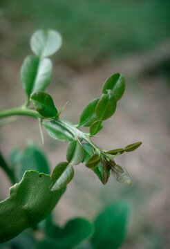 The beautiful young shoots and leaves of the kaffir lime tree