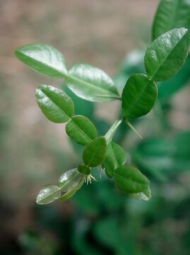 The beautiful young shoots and leaves of the kaffir lime tree