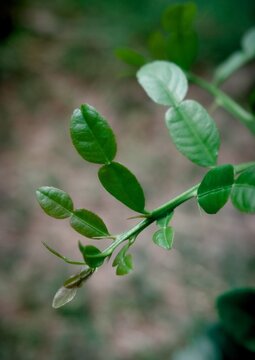 The beautiful young shoots and leaves of the kaffir lime tree