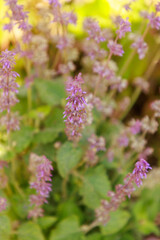 Fototapeta premium Salvia verticillata 'Purple rain'