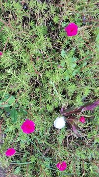 Bright moss rose ground cover footage, Blooming portulaca grandiflora table rose video, Pink and white moss rose flowers in natural garden, Close up of colorful portulaca moss rose video