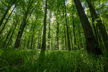 Obraz premium forest trees. nature green wood sunlight backgrounds.