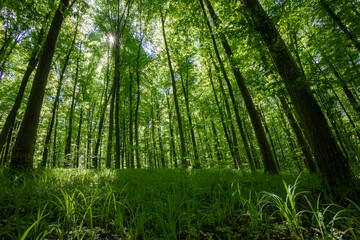 Obraz premium forest trees. nature green wood sunlight backgrounds.