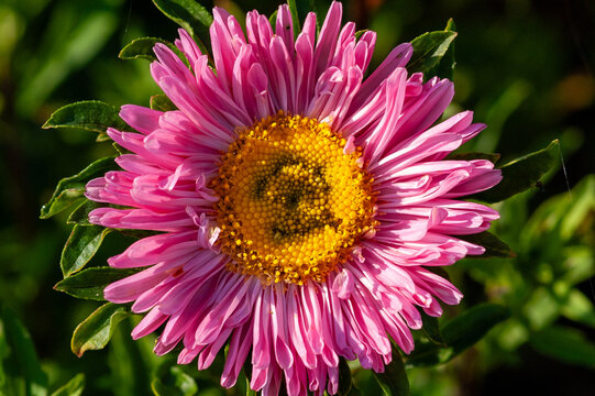 Close-up of a pink aster flower with a yellow heart in a sunlit garden.