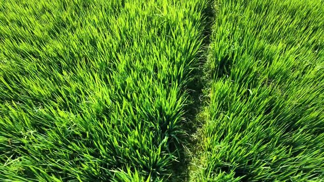 Aerial drone footage flying forward close over a lush green rice paddy field. The camera captures the beautiful vibrant texture of healthy agricultural crops growing under the bright sunlight.