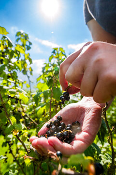 Hands pick fresh blackcurrant fruit in Germany