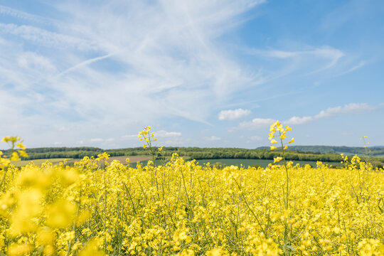 Blooming yellow rapeseed field under a blue sky in spring