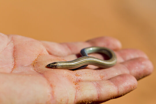 Africa, Namibia, Legless lizard in human hand