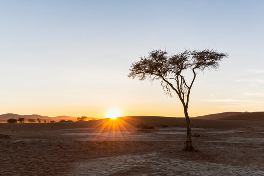 Africa, Namibia, Namib Desert, View to desert dunes and acacia at sunrise, Namib-Naukluft National Park