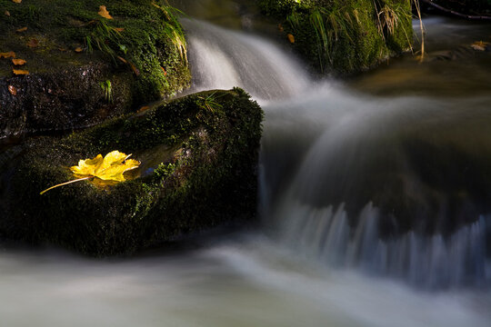 Germany, Bavarian Forest, Kleine Ohe, Waterfall, Maple leaf on rock