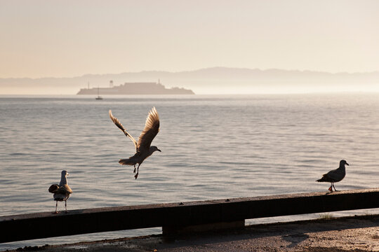 USA, California, San Francisco, Seagulls in foreground, Alcatraz island in background