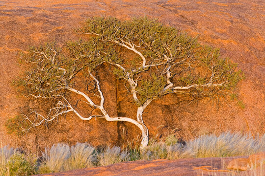 Africa, Namibia, Tree in landscape