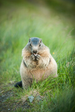 Austria, Carinthia, Kaiser-Franz-Josefs-Hoehe, alpine marmot (marmota marmota) eating