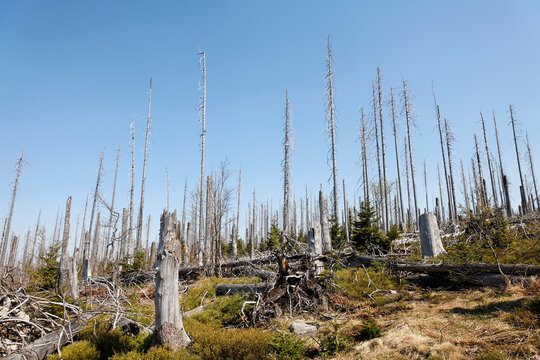 Germany, Bavaria, Lower Bavaria, Forest with dead spruces at bavarian forest