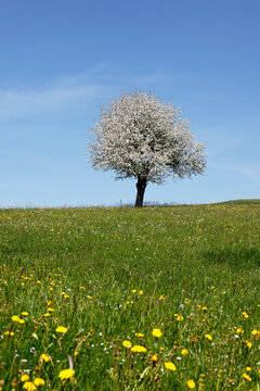 Germany, Bavaria, Swabia, Allgaeu, Oberallgaeu, Oberstaufen, View of blooming apple tree on meadow