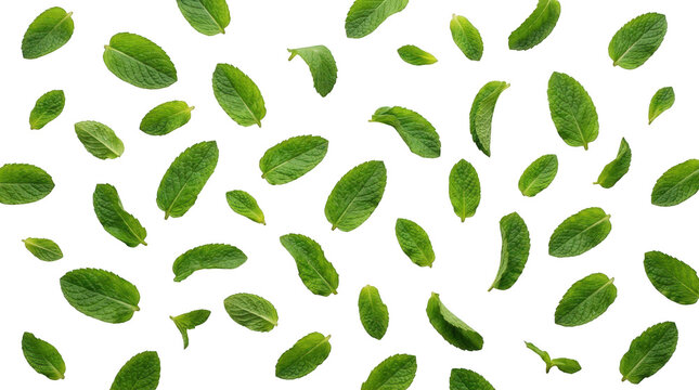 Fresh green mint leaves falling isolated on transparent background