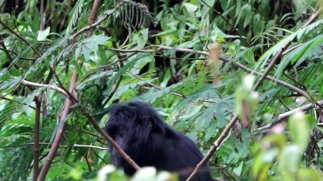 Trachypithecus auratus (ebony lutung, Javan langur, Javan lutung, lutung jawa) on the tree.