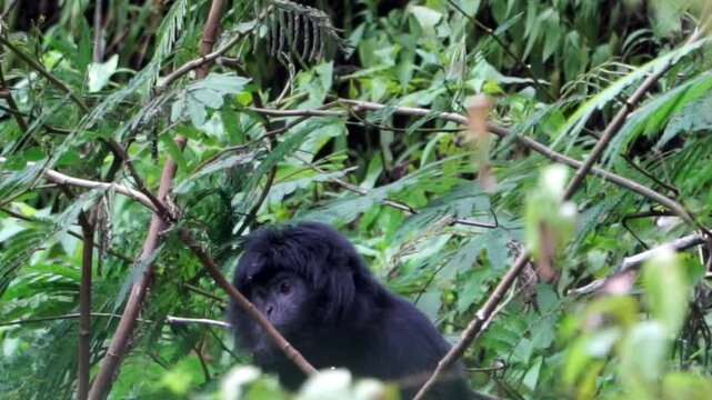 Trachypithecus auratus (ebony lutung, Javan langur, Javan lutung, lutung jawa) on the tree.