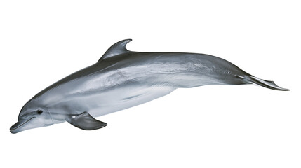 Sleek grey dolphin swimming gracefully, isolated on transparent background © Petra