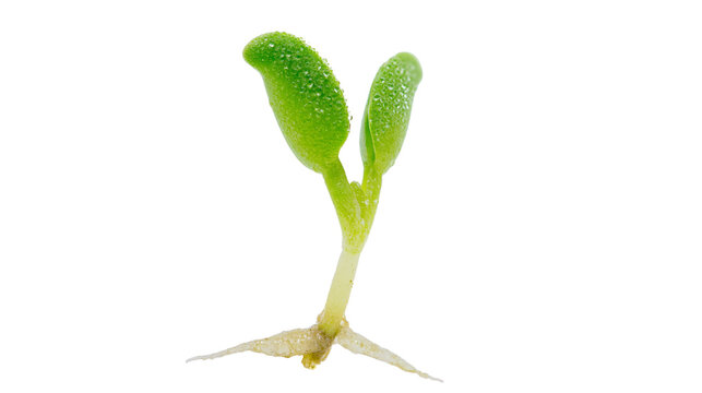 Tiny green seedling with water droplets, isolated on transparent background