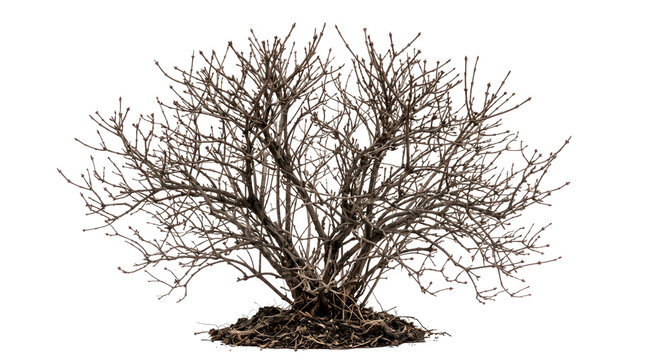 Bare deciduous shrub with intricate branches and visible root system PNG Isolated on transparent background