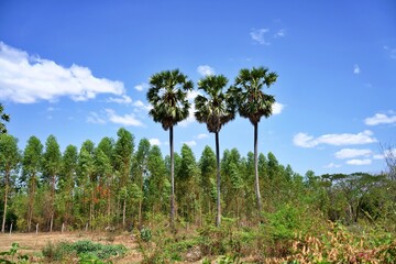 Fototapeta premium Tall palm trees and green forest against a bright blue sky on a sunny tropical day.