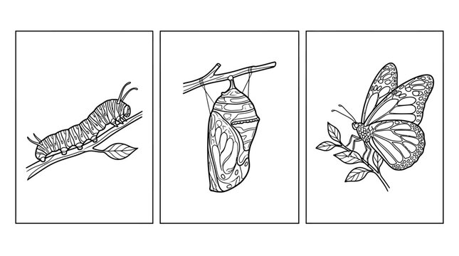 Butterfly Life Cycle Stages: Caterpillar, Chrysalis, Butterfly