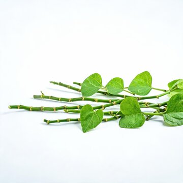 Fresh Giloy stems and green leaves isolated on white