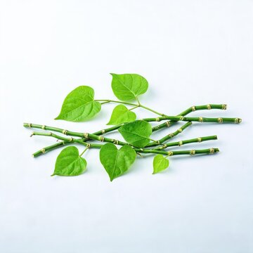 Fresh Tinospora cordifolia stems and leaves on white