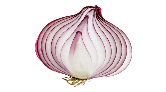 Half red onion with visible layers and roots, isolated on transparent background