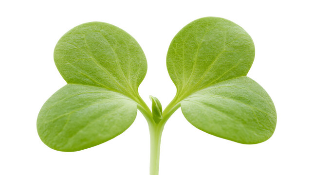 Vibrant green seedling with two cotyledon leaves, isolated on transparent background