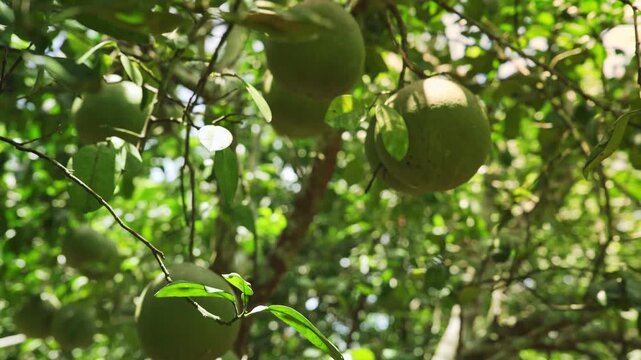 GI Wiang Kaen Pomelo Growing in Orchard, Chiang Rai, Northern Thailand, 4K Video Footage