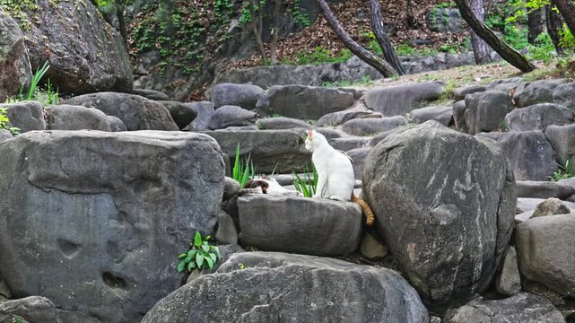 Stray and community cats lounge and play among large grey boulders, natural rock steps, and lush green foliage in a quiet public park setting on a sunny spring day with two white and brown cats.
