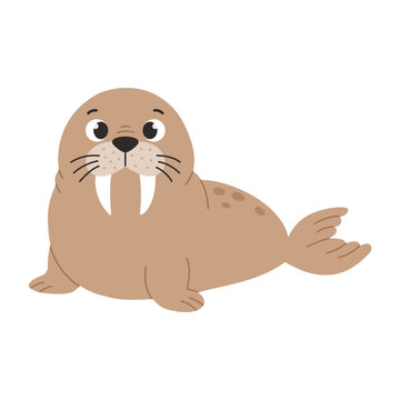 Cute smiling walrus cartoon illustration. Friendly Arctic marine mammal with long tusks in simple flat style for children, nursery decor, educational materials, books and baby products