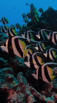 Colorful tropical bannerfish coral reef fish on a beautiful reef - low angle shot