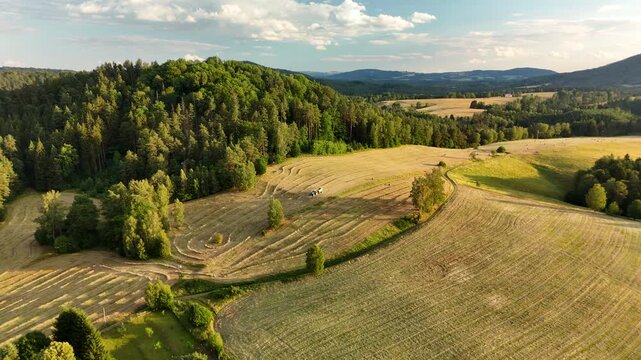 Freshly mown hay field with curved swath rows beside a pine forest in evening light